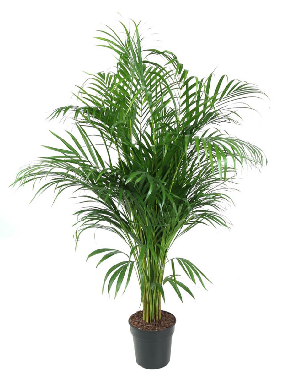 Dypsis lutescens — Plant Wholesale FlorAccess