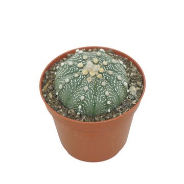 Astrophytum asterias