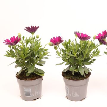 Osteospermum FLOWERPOWER VIOLET