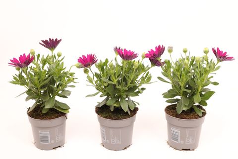 Osteospermum FLOWERPOWER VIOLET