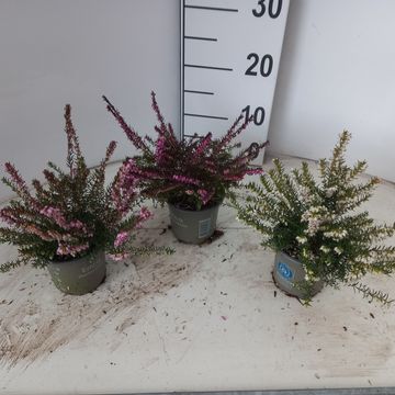 Erica x darleyensis 'Darley Dale'