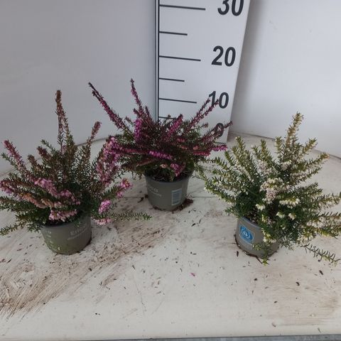 Erica x darleyensis 'Darley Dale'
