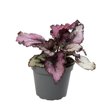 Begonia RED HEART