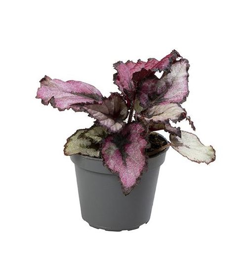 Begonia RED HEART