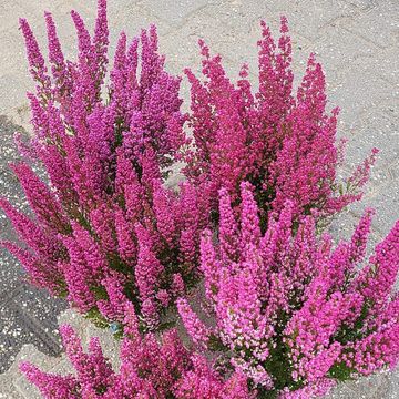 Erica gracilis HEIDI'S MIX