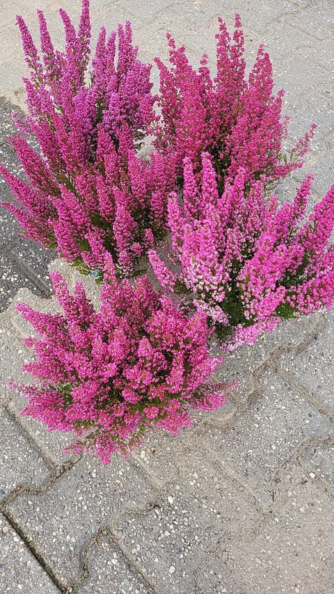 Erica gracilis HEIDI'S MIX