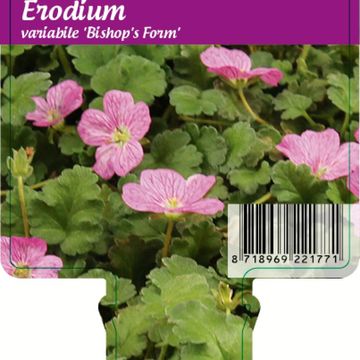 Erodium x variabile 'Bishop's Form'