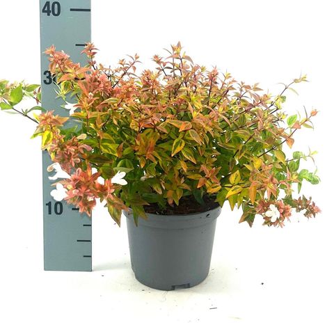 Abelia x grandiflora 'Kaleidoscope'