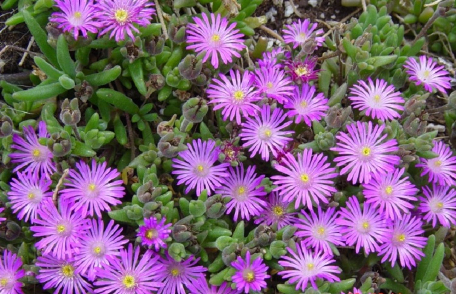 Delosperma cooperi — Plant Wholesale FlorAccess
