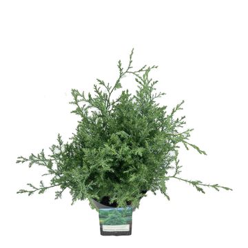 Chamaecyparis pisifera 'Squarrosa Intermedia'