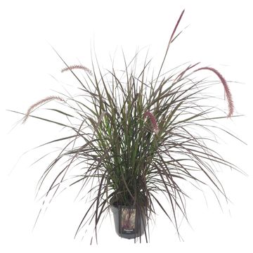 Pennisetum advena 'Chelsea'