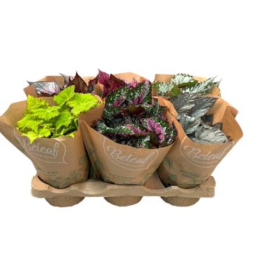 Begonia BELEAF MIX