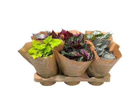 Begonia BELEAF MIX