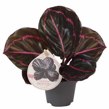 Calathea roseopicta 'Dottie'