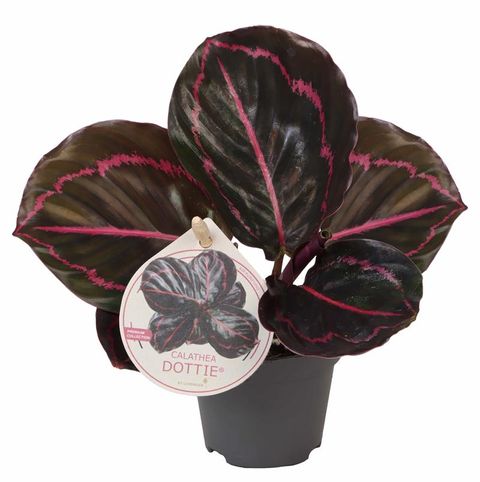 Calathea roseopicta 'Dottie'