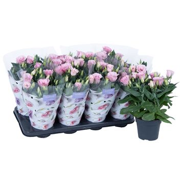 Eustoma grandiflorum 'Julietta Pink'