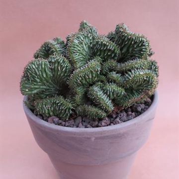 Euphorbia horrida cristata