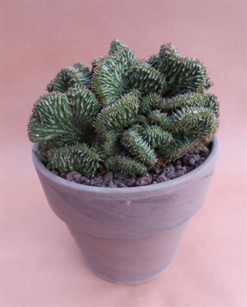Euphorbia horrida cristata