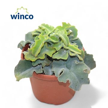 Kalanchoe beharensis 'Maltese Cross'