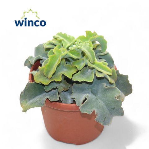 Kalanchoe beharensis 'Maltese Cross'