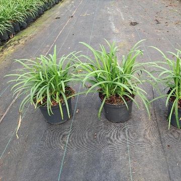 Agapanthus BRILLIANT BLUE