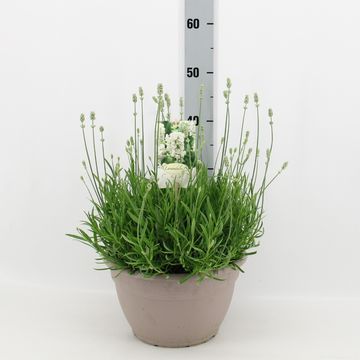 Lavandula angustifolia AROMANCE WHITE