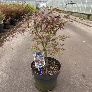 Acer palmatum 'Red Pygmy'
