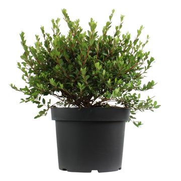 Rhododendron 'Amoenum' (AJ)