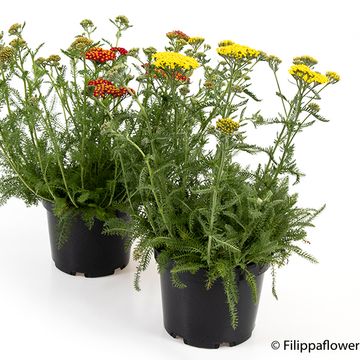 Achillea millefolium MIX