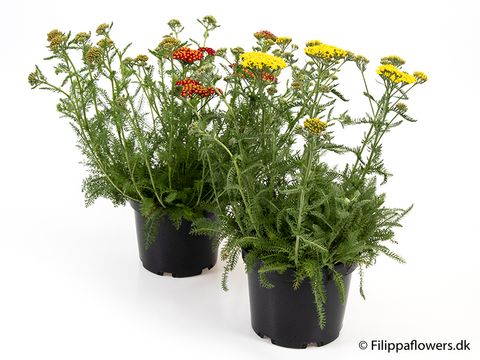 Achillea millefolium MIX