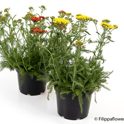 Achillea millefolium MIX