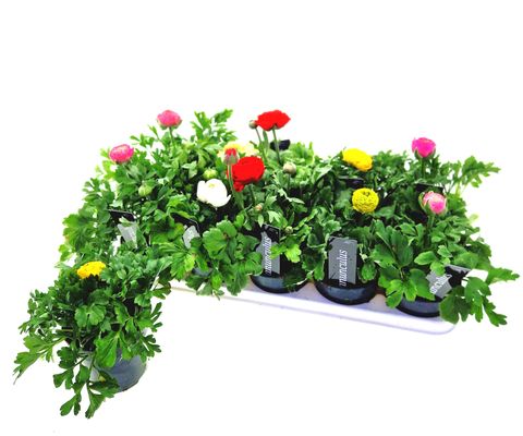 Ranunculus asiaticus VORTEX MIX