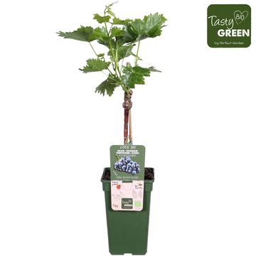 Vitis 'Mitschurinski'