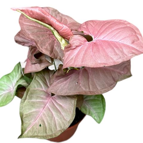 Syngonium 'Pink Delight' (JM plants)