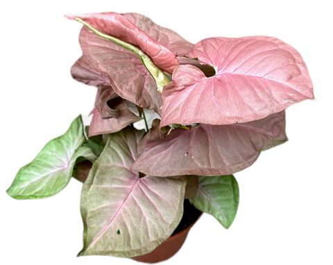 Syngonium 'Pink Delight'