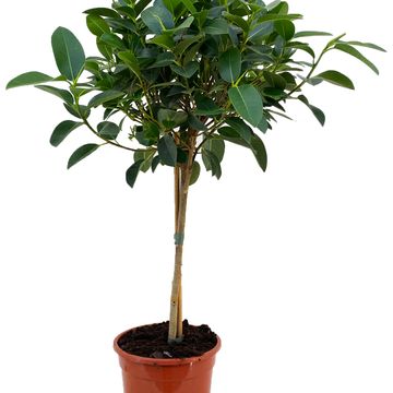 Ficus rubiginosa 'Australis'