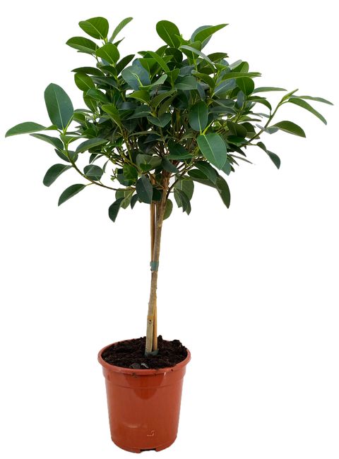 Ficus rubiginosa 'Australis'