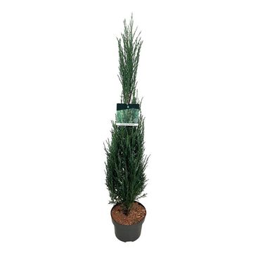 Juniperus scopulorum 'Blue Arrow'