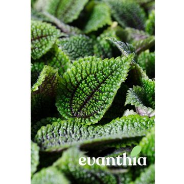 Pilea involucrata 'Moon Valley'