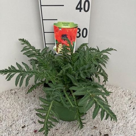 Papaver orientale 'Türkenlouis'