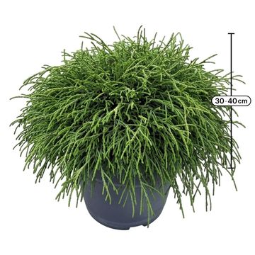 Chamaecyparis pisifera 'Filifera Nana'
