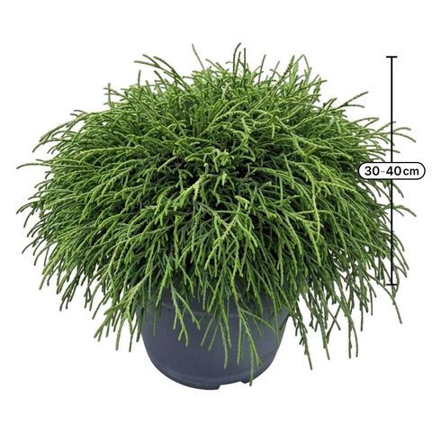 Chamaecyparis pisifera 'Filifera Nana'
