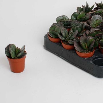 Adromischus cooperi