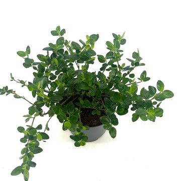 Ceanothus griseus 'Yankee Point'