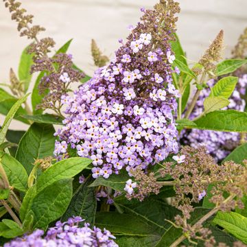 Buddleja davidii BUTTERFLY CANDY LILA SWEETHEART