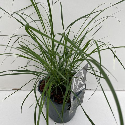 Pennisetum alopecuroides 'Hameln'