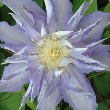 Clematis 'Thyrislund' (EL)