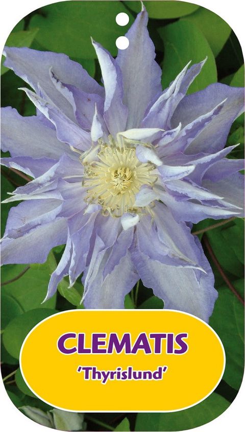 Clematis 'Thyrislund' (EL)