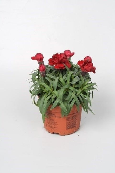 Dianthus SUPER TROUPER VALENTINE — Plant Wholesale FlorAccess