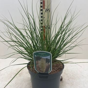 Cortaderia selloana TINY PAMPA